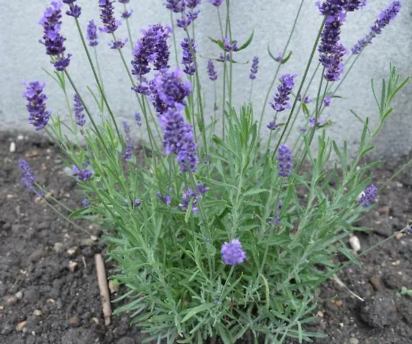 Babamuzeum Case de vacanță